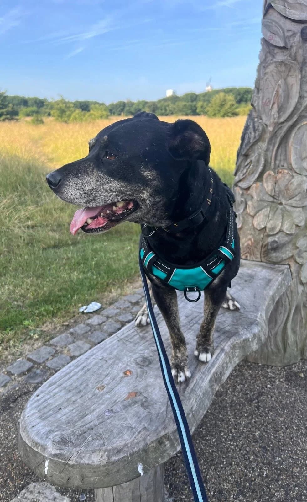 Miles,  (All Dogs Matter)