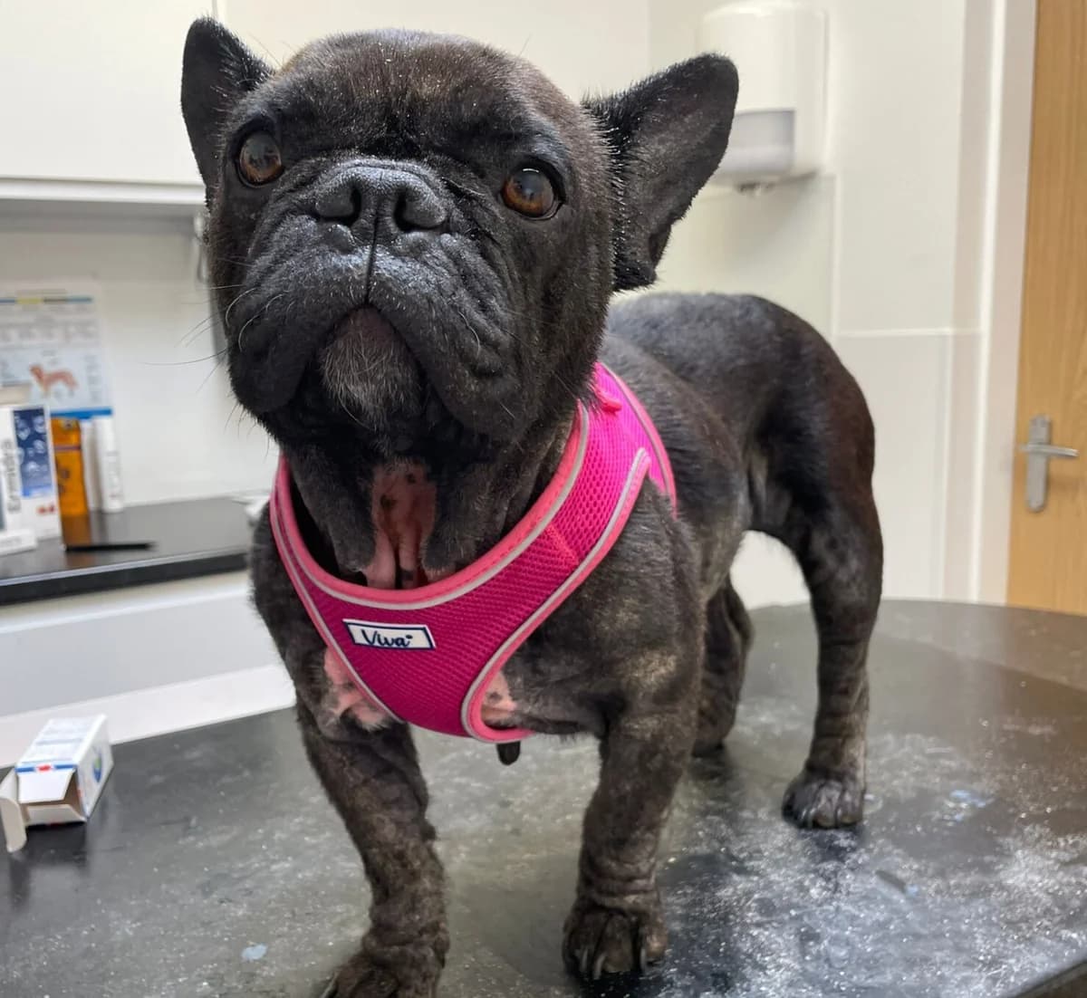 Millie,  Mixed Breed for adoption at Newcastle Dog and Cat Shelter, Newcastle