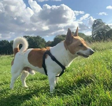 Milo, female senior mixed breed for adoption at All Dogs Matter, London