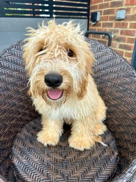Milo,  (All Dogs Matter)