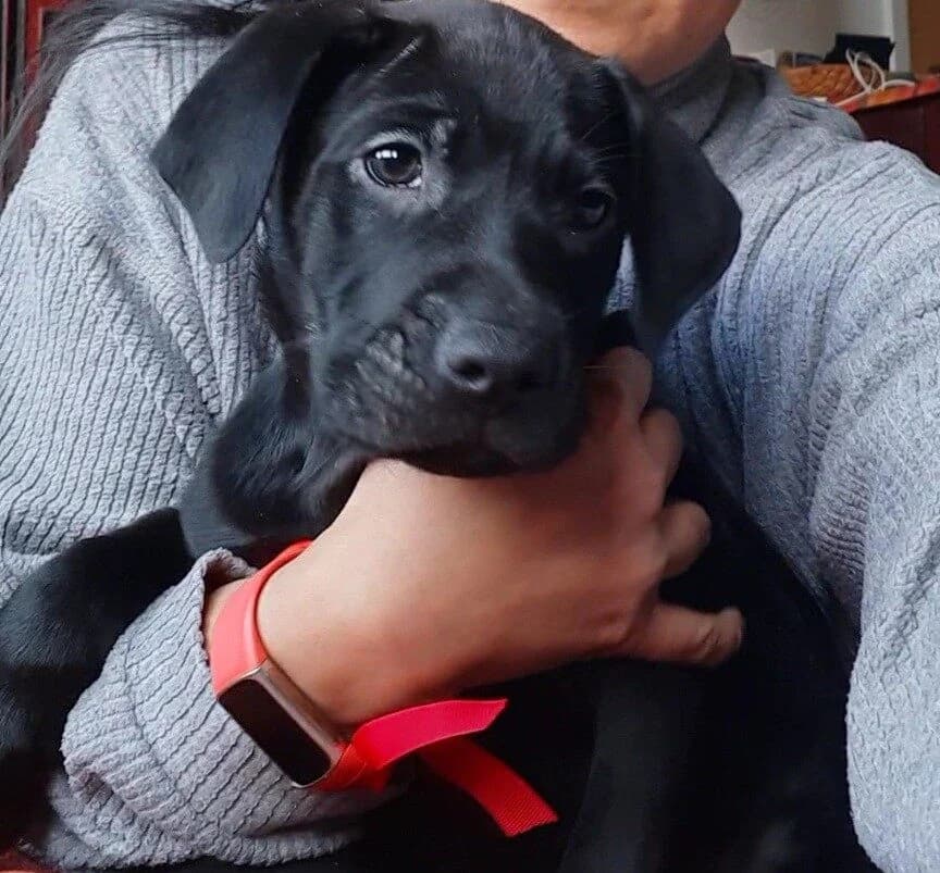 Milo,  (All Dogs Matter)