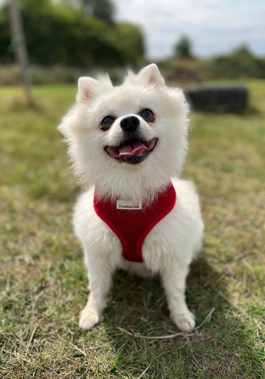Milo,  (All Dogs Matter)