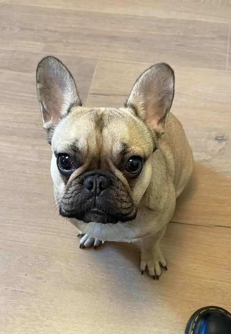 Mimi,  (All Dogs Matter)