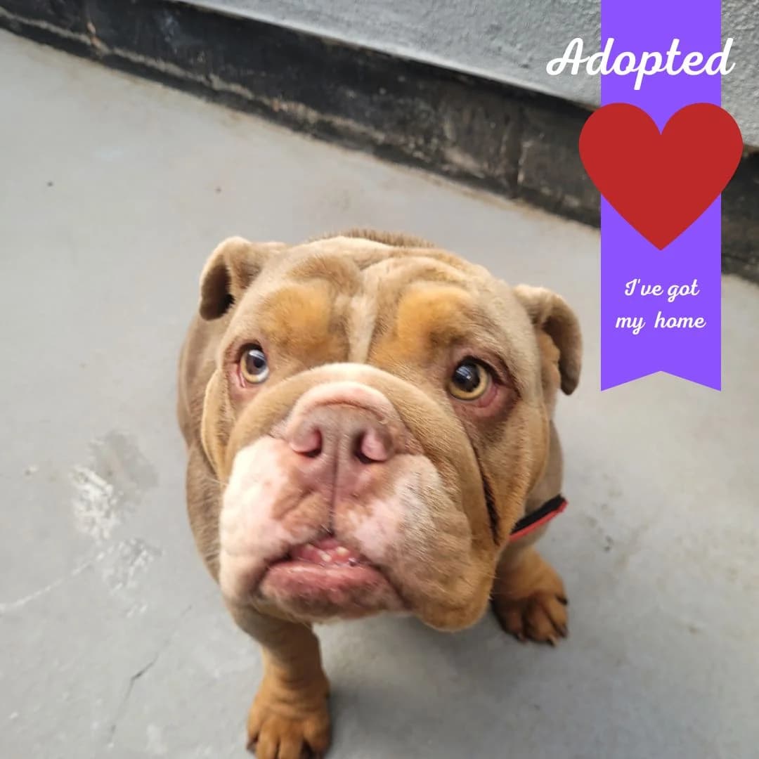 Mini, female Mixed Breed for adoption at Liverpool