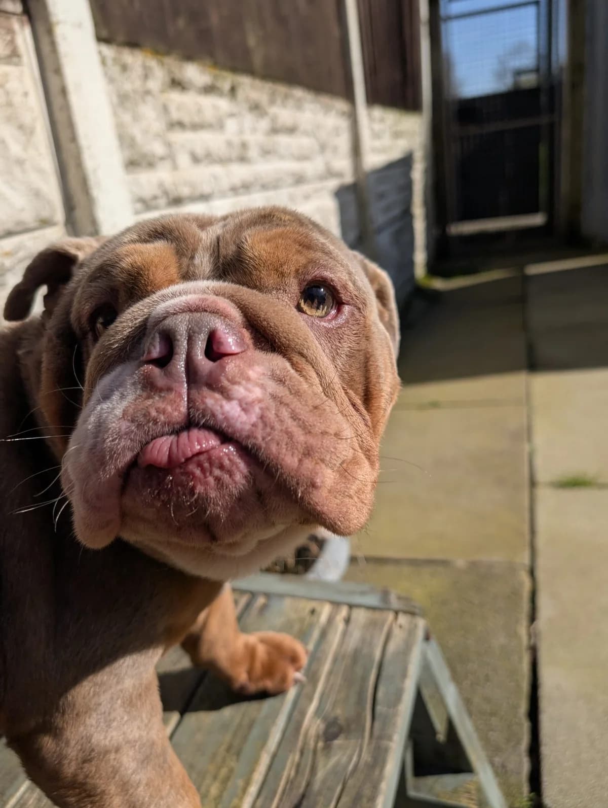 Mini, female Mixed Breed for adoption at Freshfields Animal Rescue, Liverpool photo 2