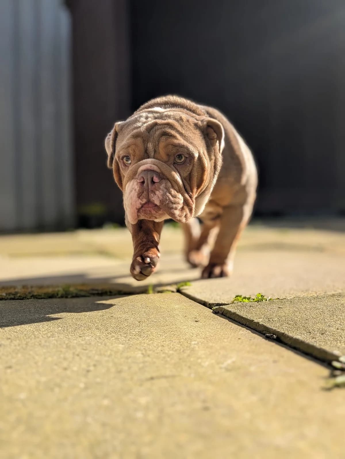Mini, female Mixed Breed for adoption at Freshfields Animal Rescue, Liverpool photo 3
