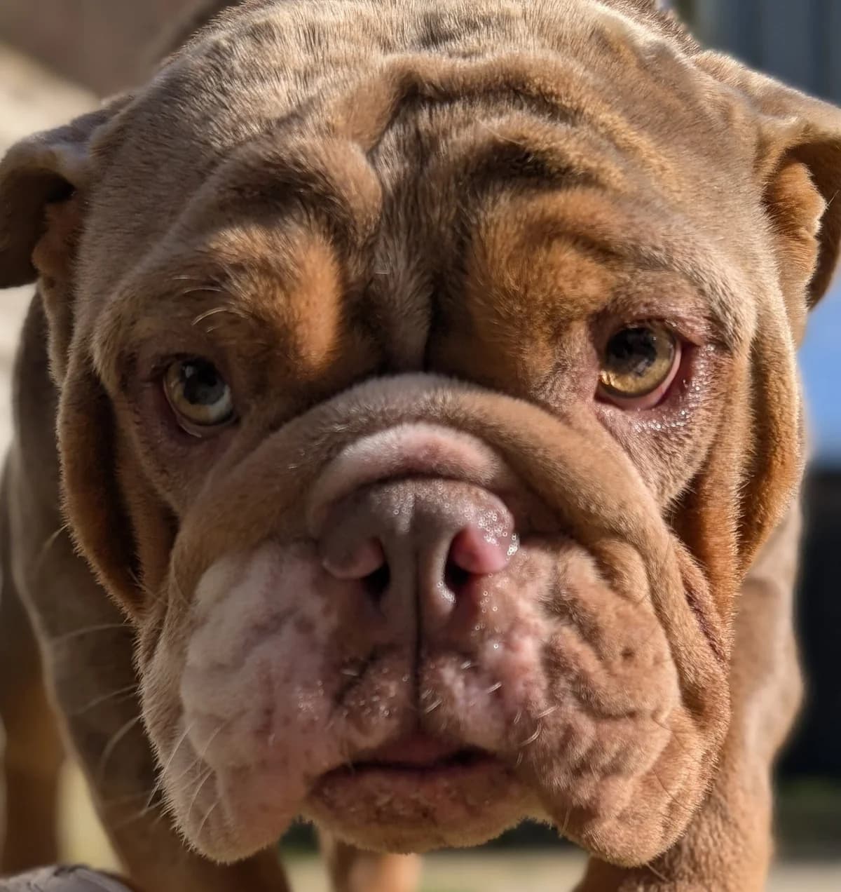 Mini, female Mixed Breed for adoption at Freshfields Animal Rescue, Liverpool photo 4