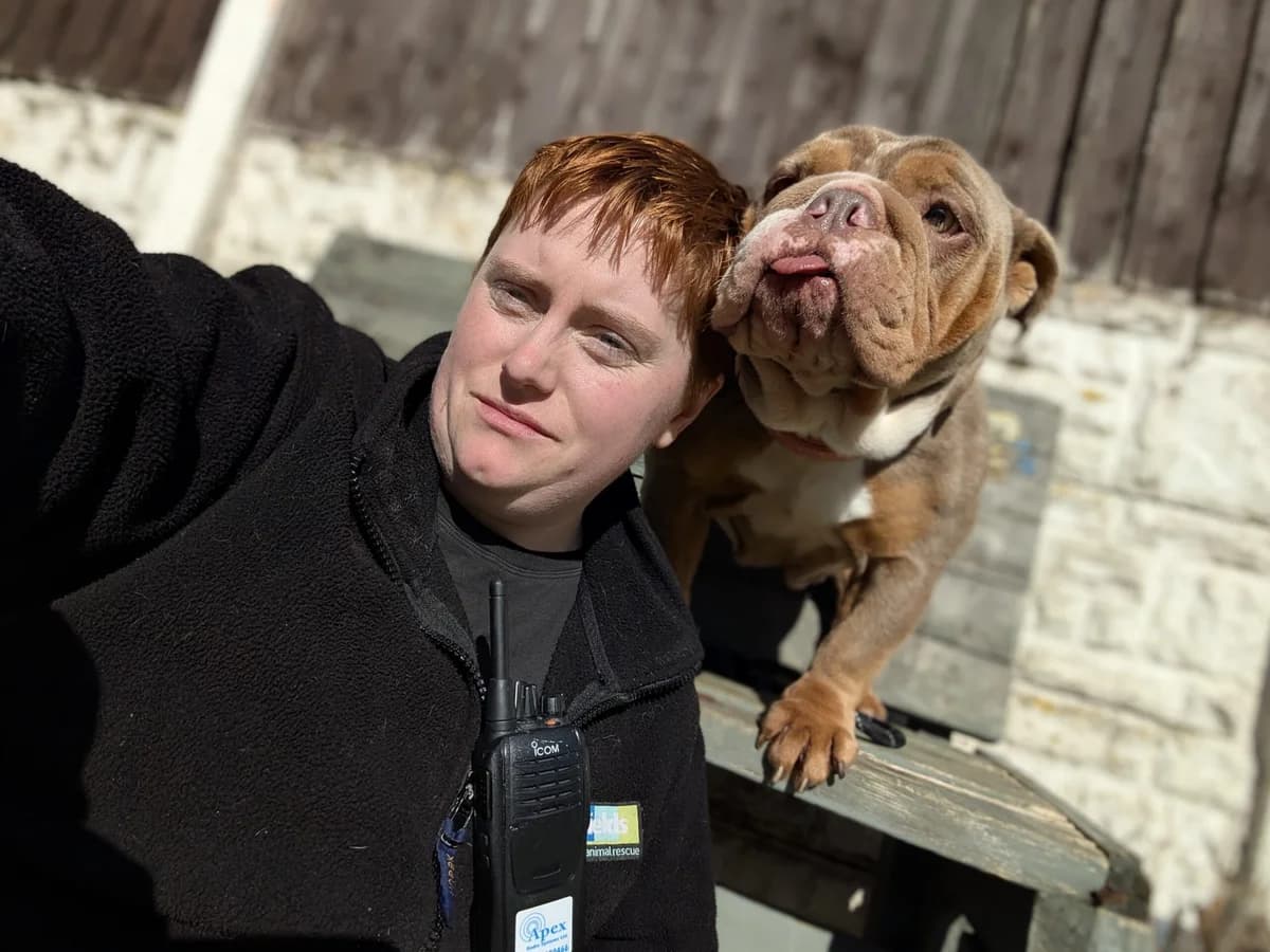 Mini, female Mixed Breed for adoption at Freshfields Animal Rescue, Liverpool photo 5