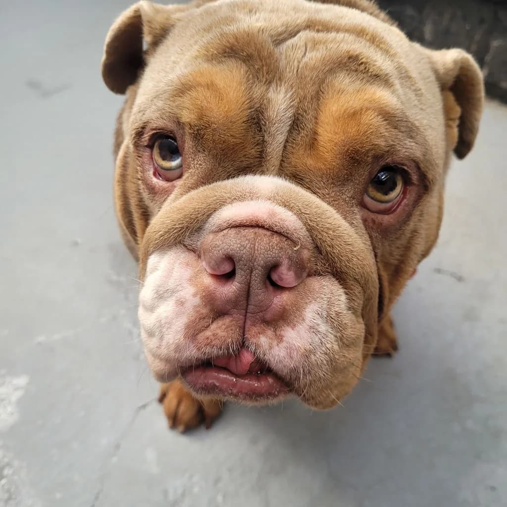 Mini, female Mixed Breed for adoption at Freshfields Animal Rescue, Liverpool photo 6