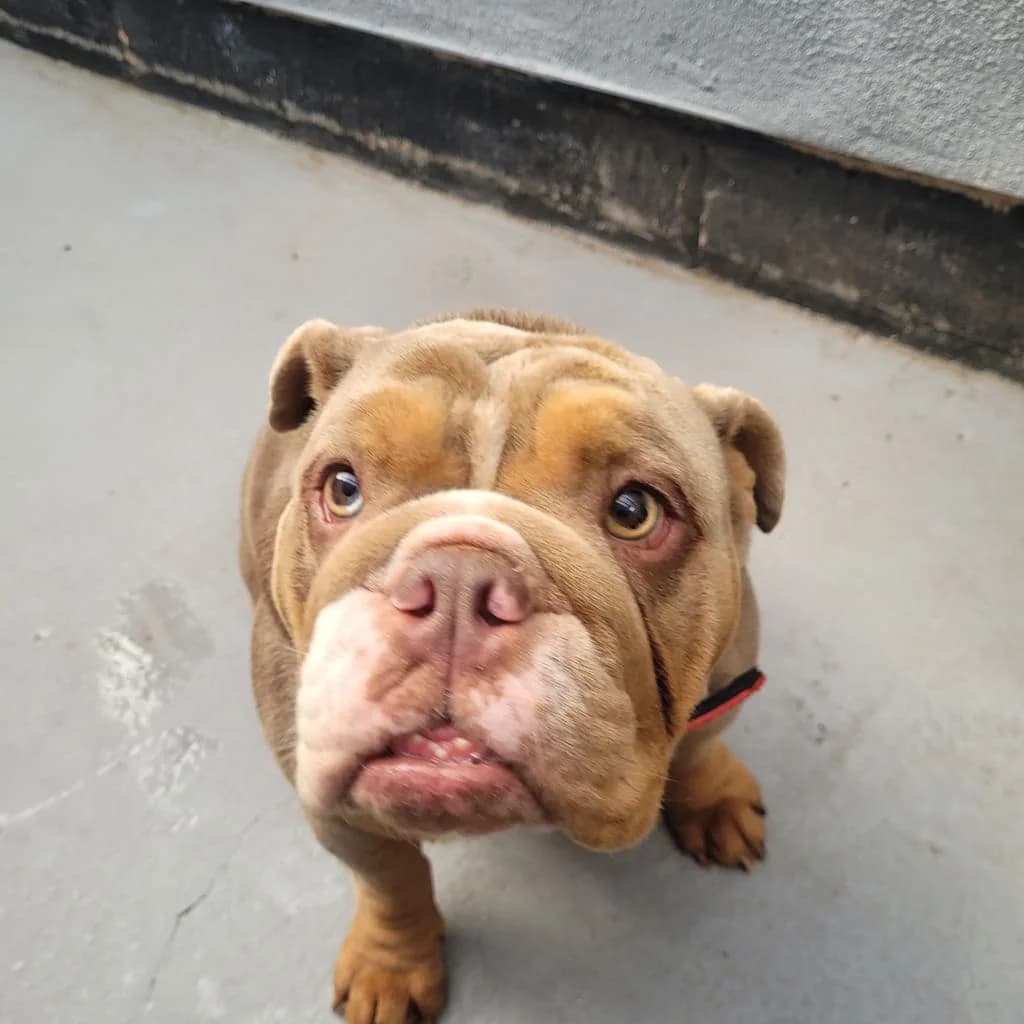 Mini, female Mixed Breed for adoption at Freshfields Animal Rescue, Liverpool photo 7