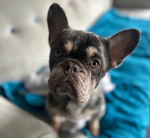 Minnie, female 5yo English Bulldog for adoption at All Dogs Matter, London