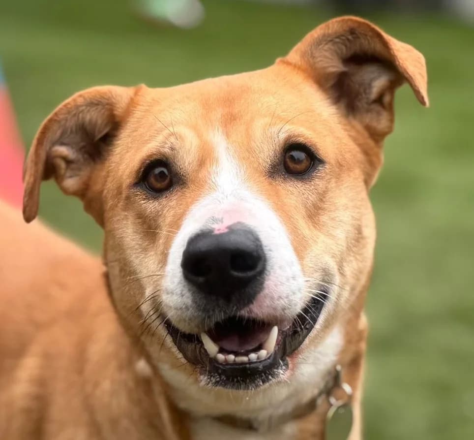 Miracle, female mixed breed for adoption at Dogs4Rescue, Manchester