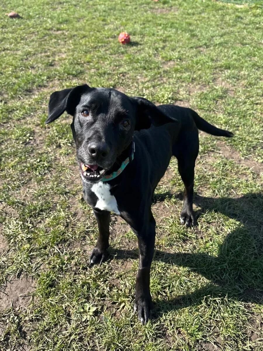 Missy, female 5yo Labrador Retriever for adoption at Newcastle Dog and Cat Shelter, Newcastle