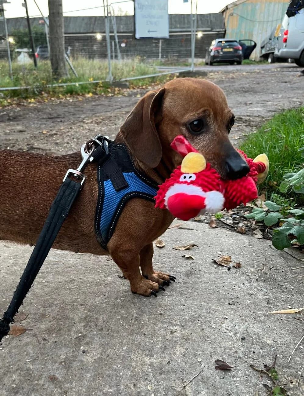 Mitzy,  (All Dogs Matter)