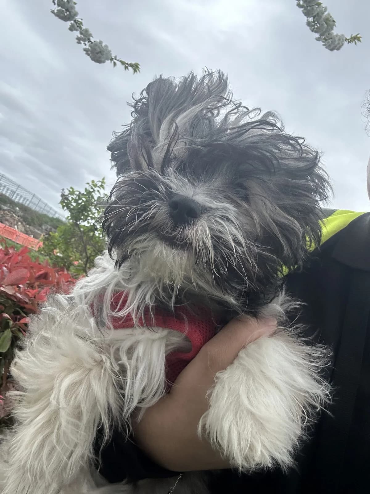Mog,  (All Dogs Matter)