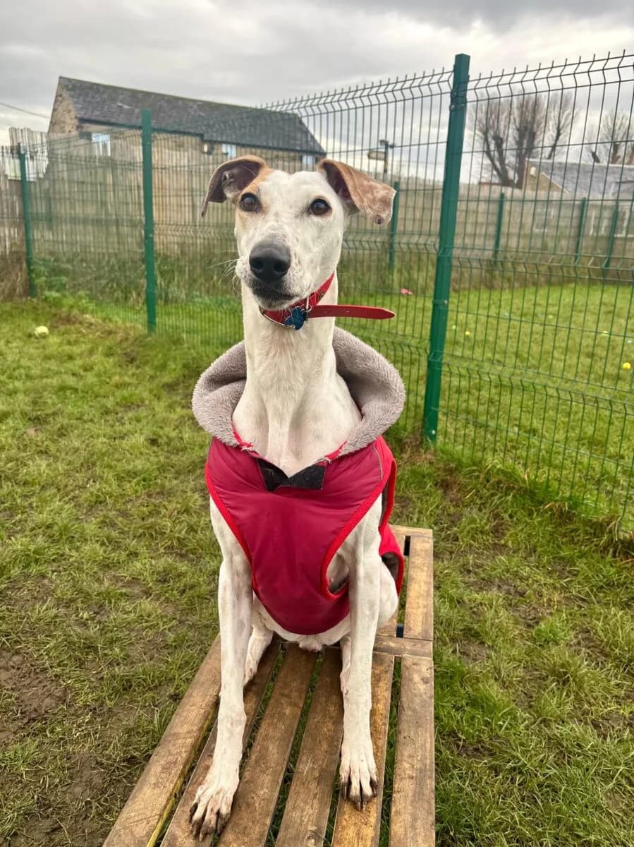Mojo, female mixed breed for adoption at Newcastle Dog and Cat Shelter, Newcastle
