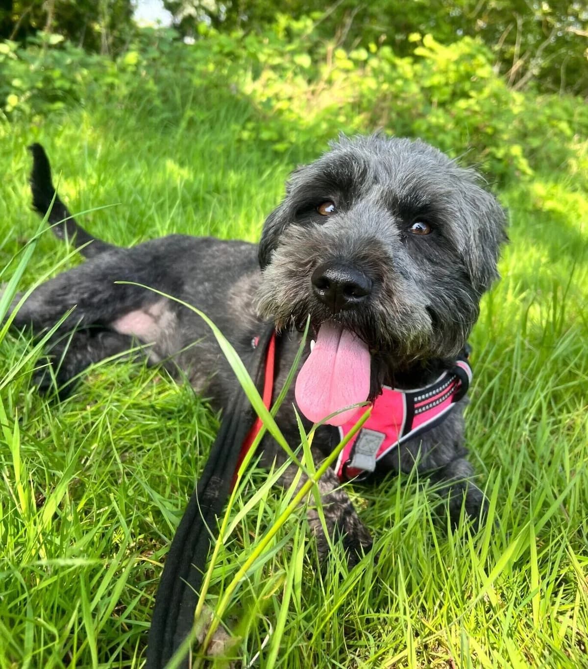 Molly,  (All Dogs Matter)