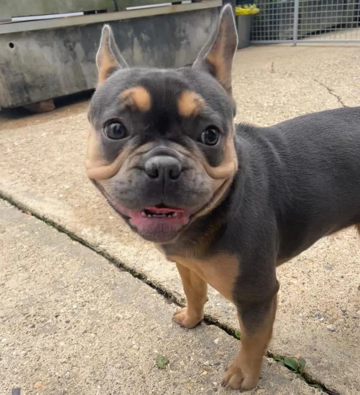 Molly, female young English Bulldog for adoption at All Dogs Matter, London