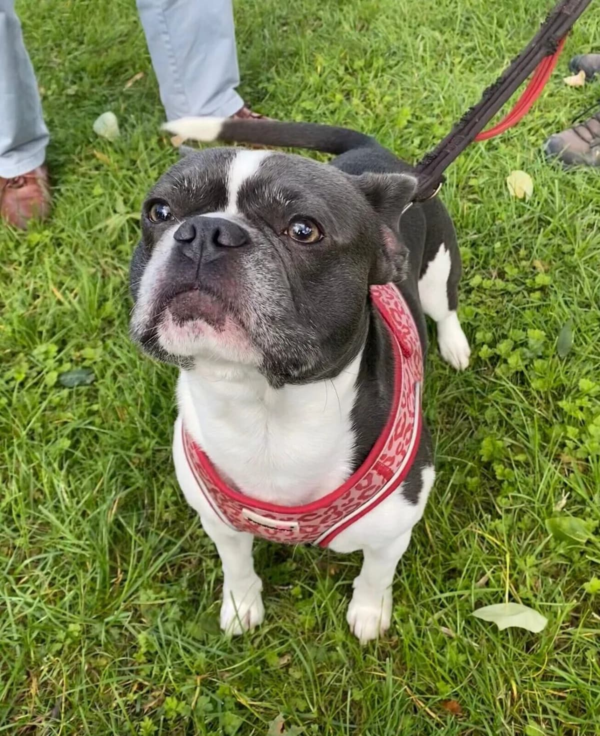 Monty,  (All Dogs Matter)