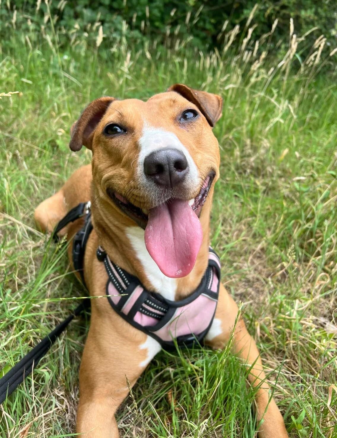 Moo,  (All Dogs Matter)