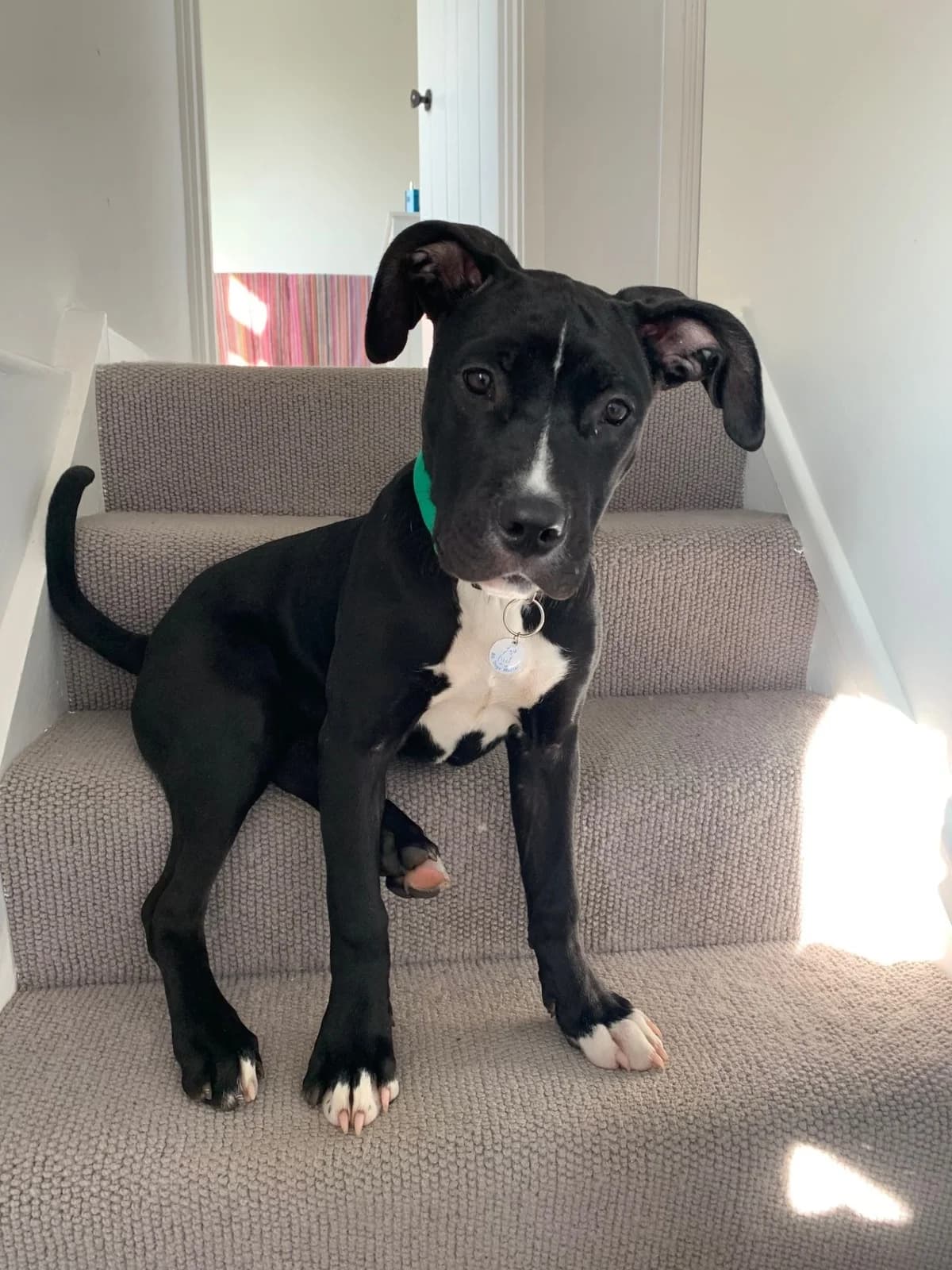 Moon,  (All Dogs Matter)