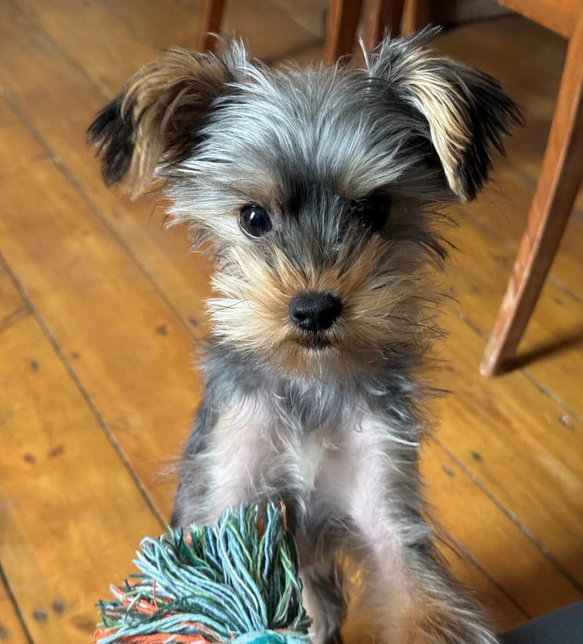 Mosa,  (All Dogs Matter)