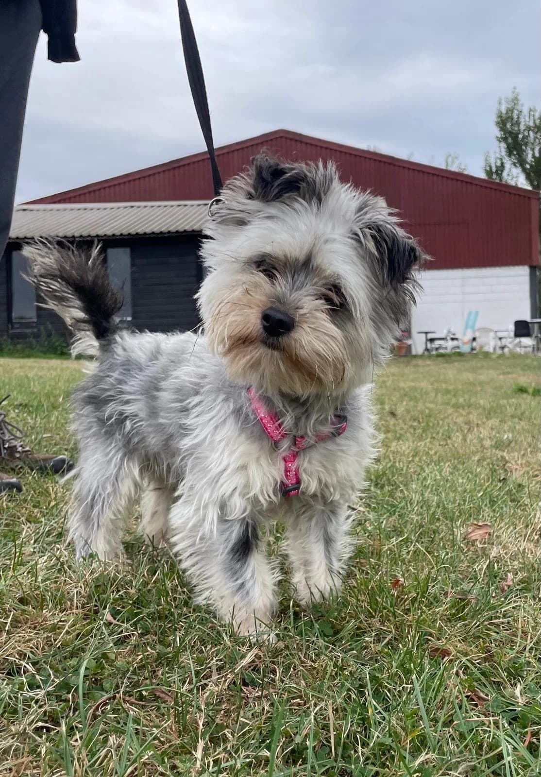 Murphy,  (All Dogs Matter)