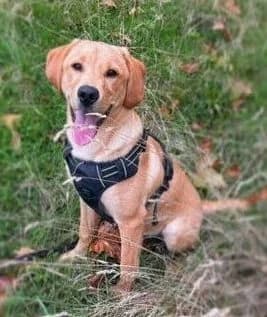 Myro,  (All Dogs Matter)