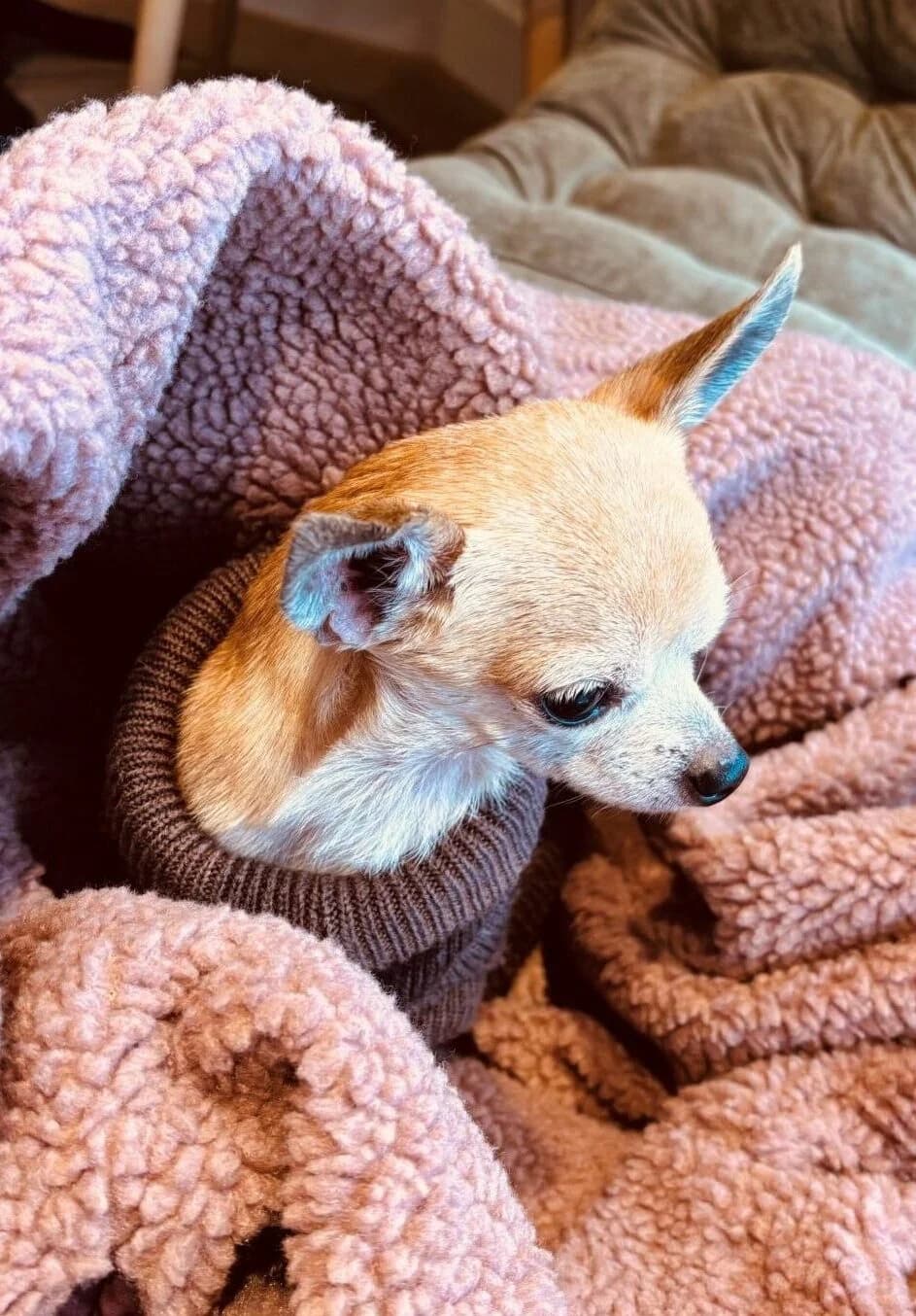 Nacho,  (All Dogs Matter)