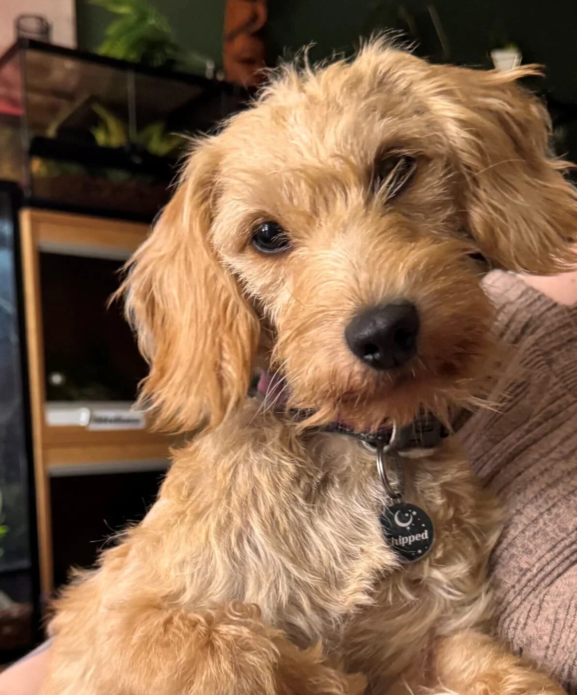 Nami,  (All Dogs Matter)