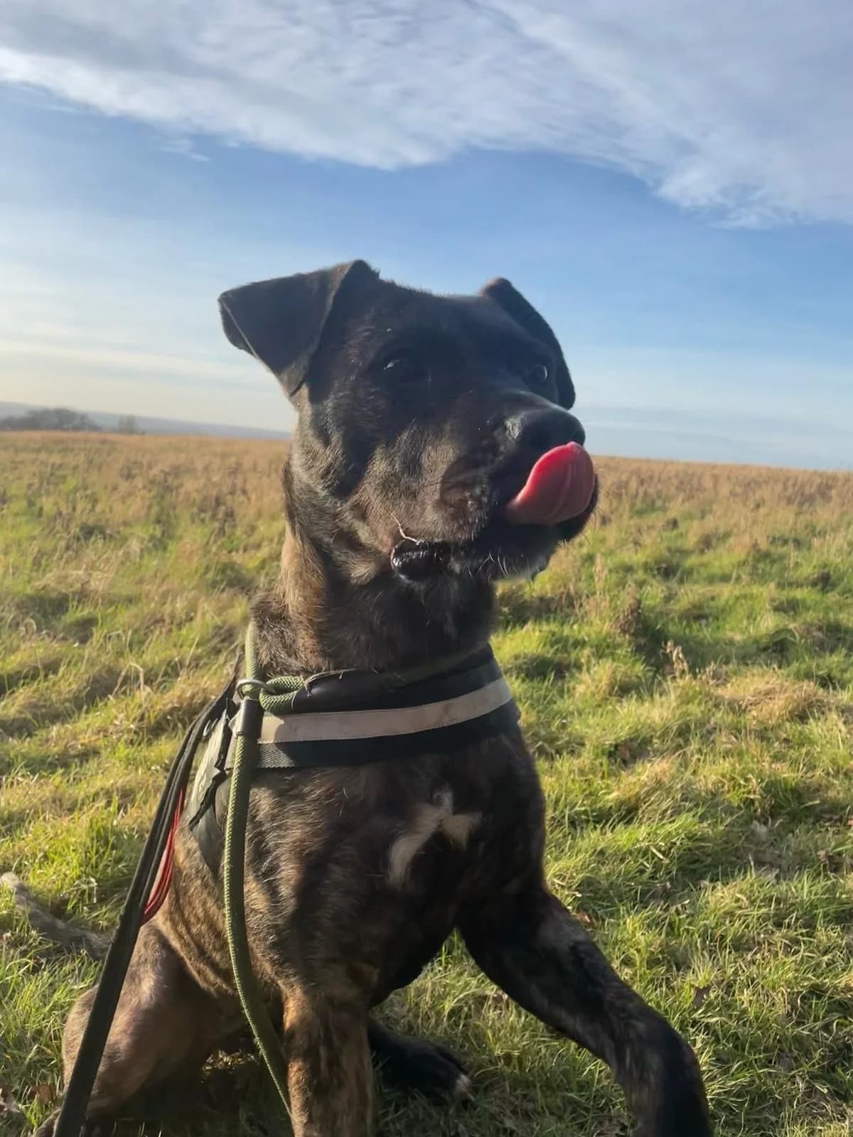 Nancy, female young mixed breed for adoption at All Dogs Matter, London