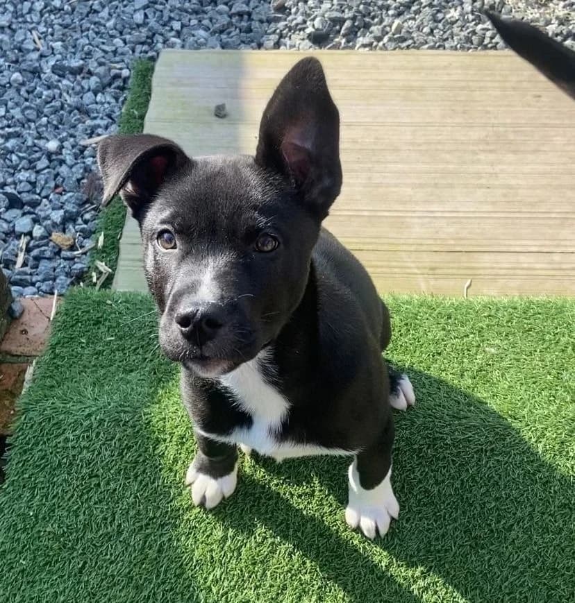 Ned,  (All Dogs Matter)