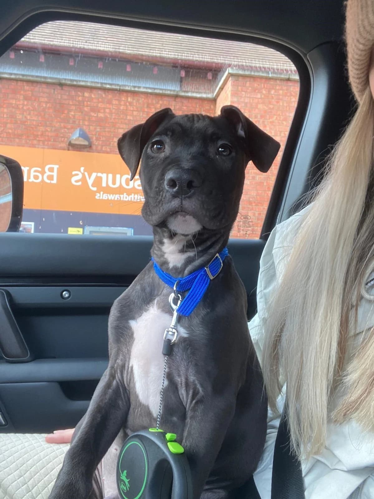 Neil, female young mixed breed for adoption at All Dogs Matter, London