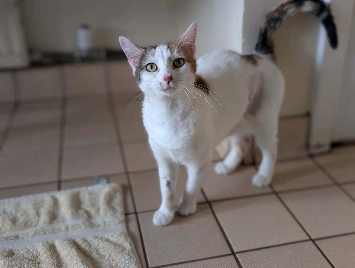 Nell & Nora, female mixed breed for adoption at Edinburgh Dog and Cat Home, Edinburgh