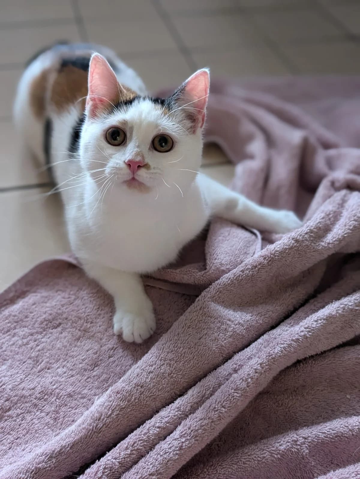 Nell & Nora, white female mixed breed for adoption at Edinburgh Dog and Cat Home, Edinburgh — photo 2 of 11