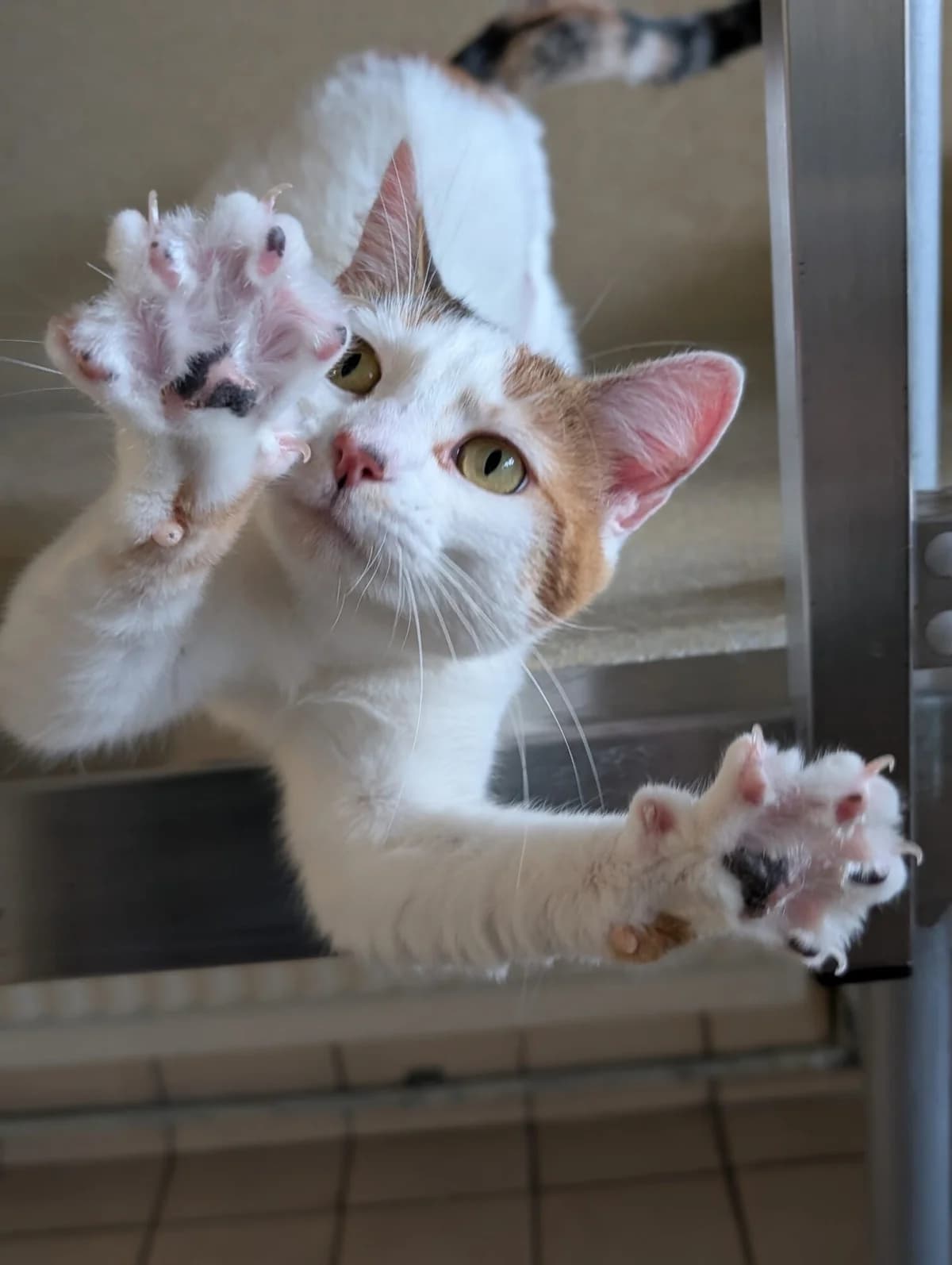 Nell & Nora, white female mixed breed for adoption at Edinburgh Dog and Cat Home, Edinburgh — photo 3 of 11