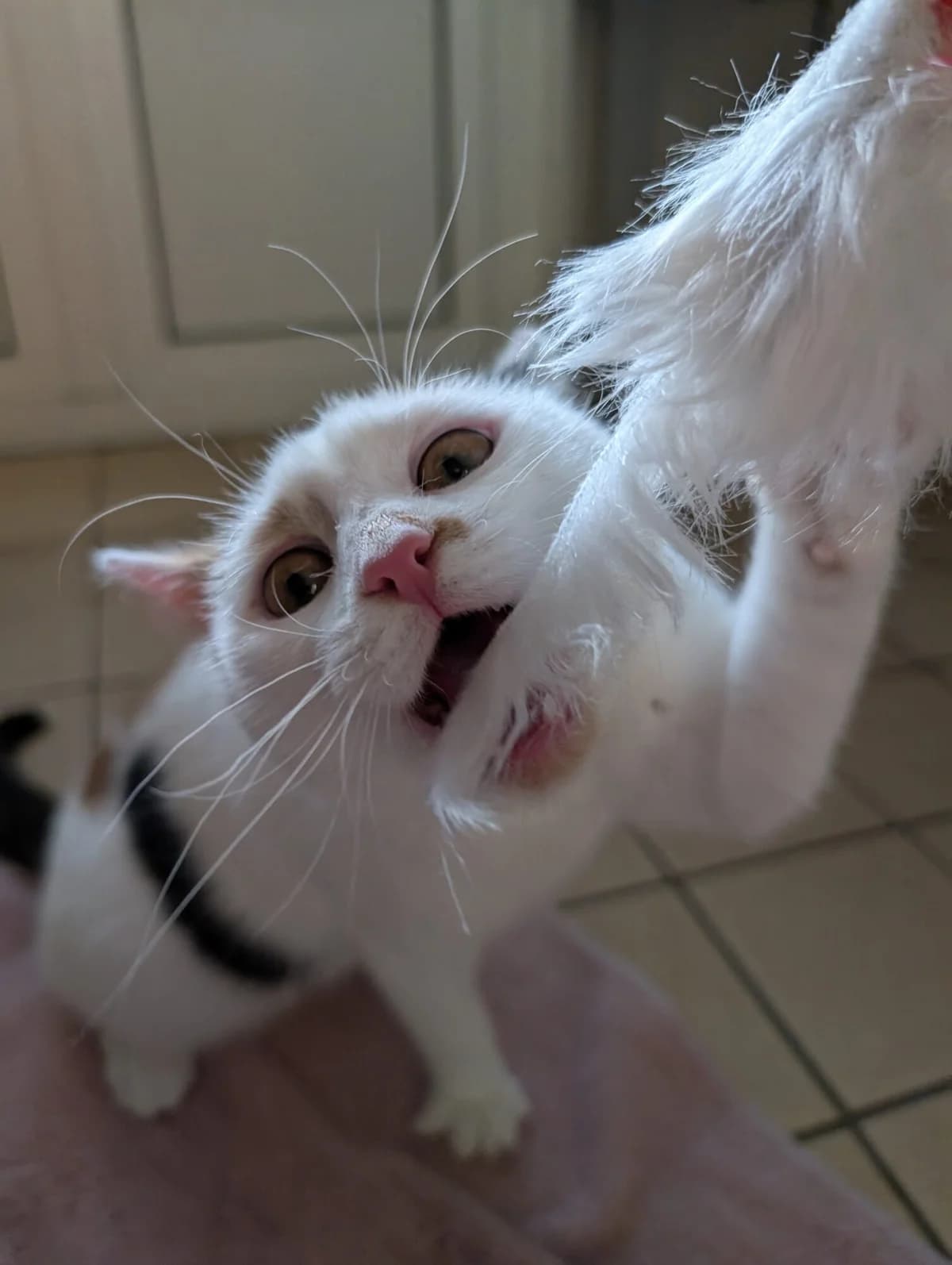 Nell & Nora, white female mixed breed for adoption at Edinburgh Dog and Cat Home, Edinburgh — photo 4 of 11