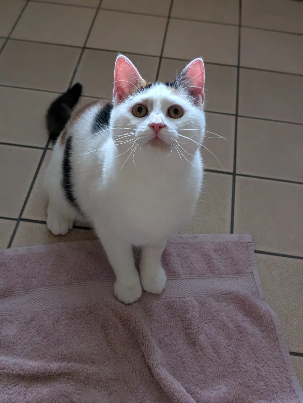 Nell & Nora, white female mixed breed for adoption at Edinburgh Dog and Cat Home, Edinburgh — photo 5 of 11