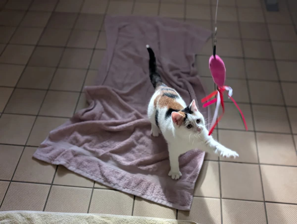 Nell & Nora, white female mixed breed for adoption at Edinburgh Dog and Cat Home, Edinburgh — photo 6 of 11