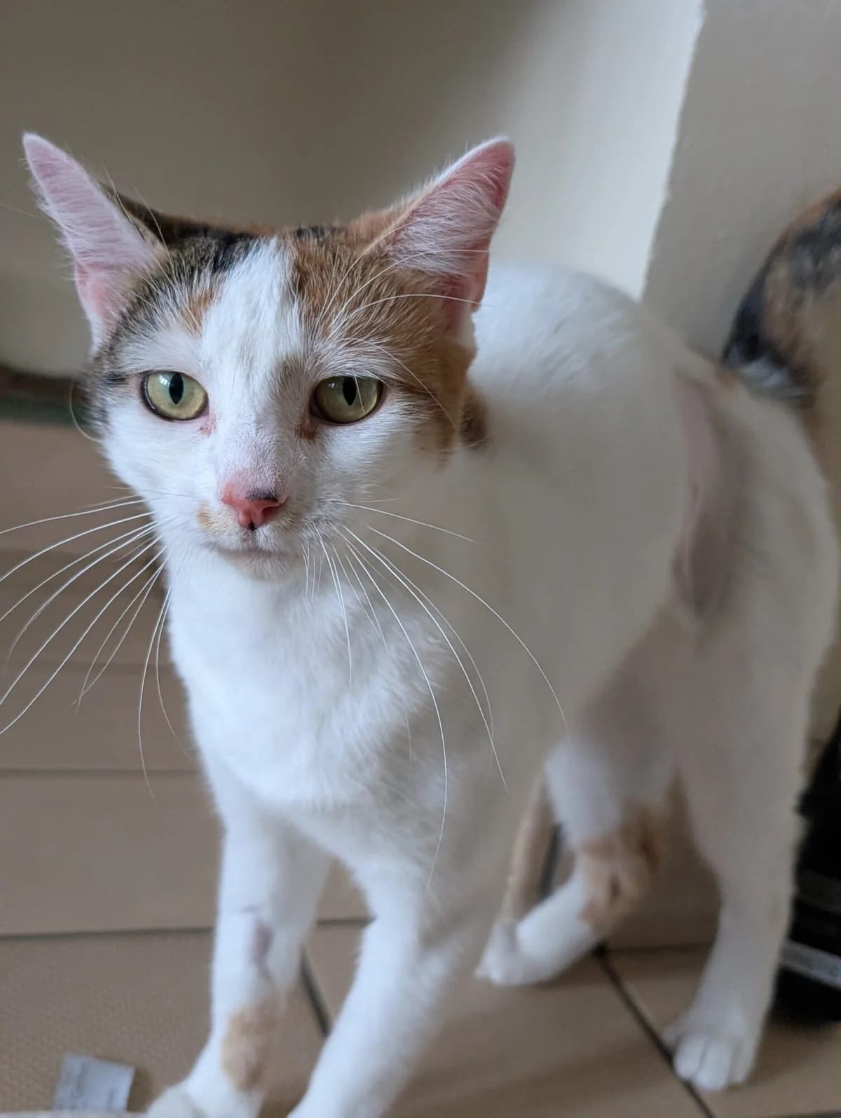 Nell & Nora, white female mixed breed for adoption at Edinburgh Dog and Cat Home, Edinburgh — photo 7 of 11