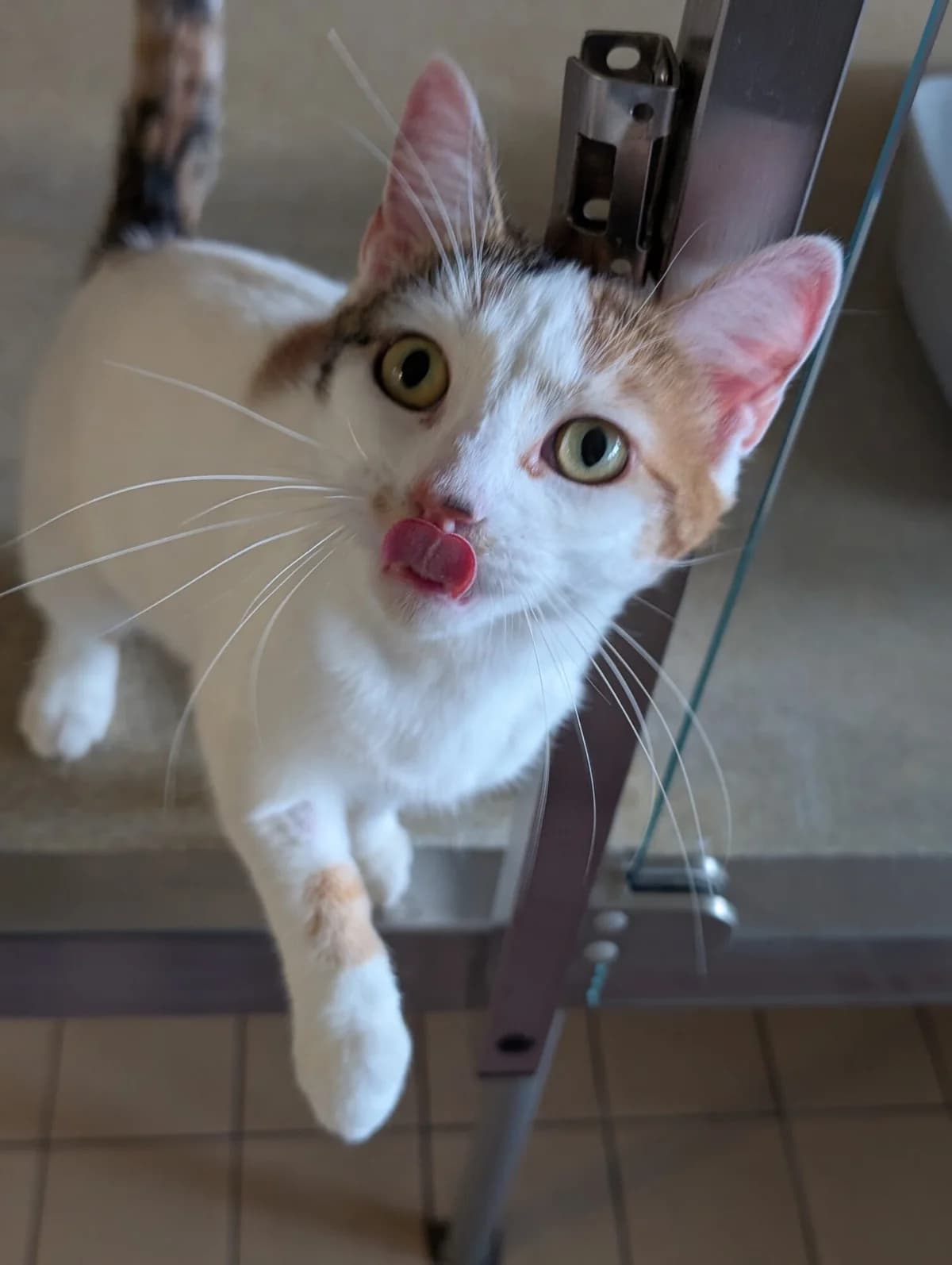 Nell & Nora, white female mixed breed for adoption at Edinburgh Dog and Cat Home, Edinburgh — photo 8 of 11