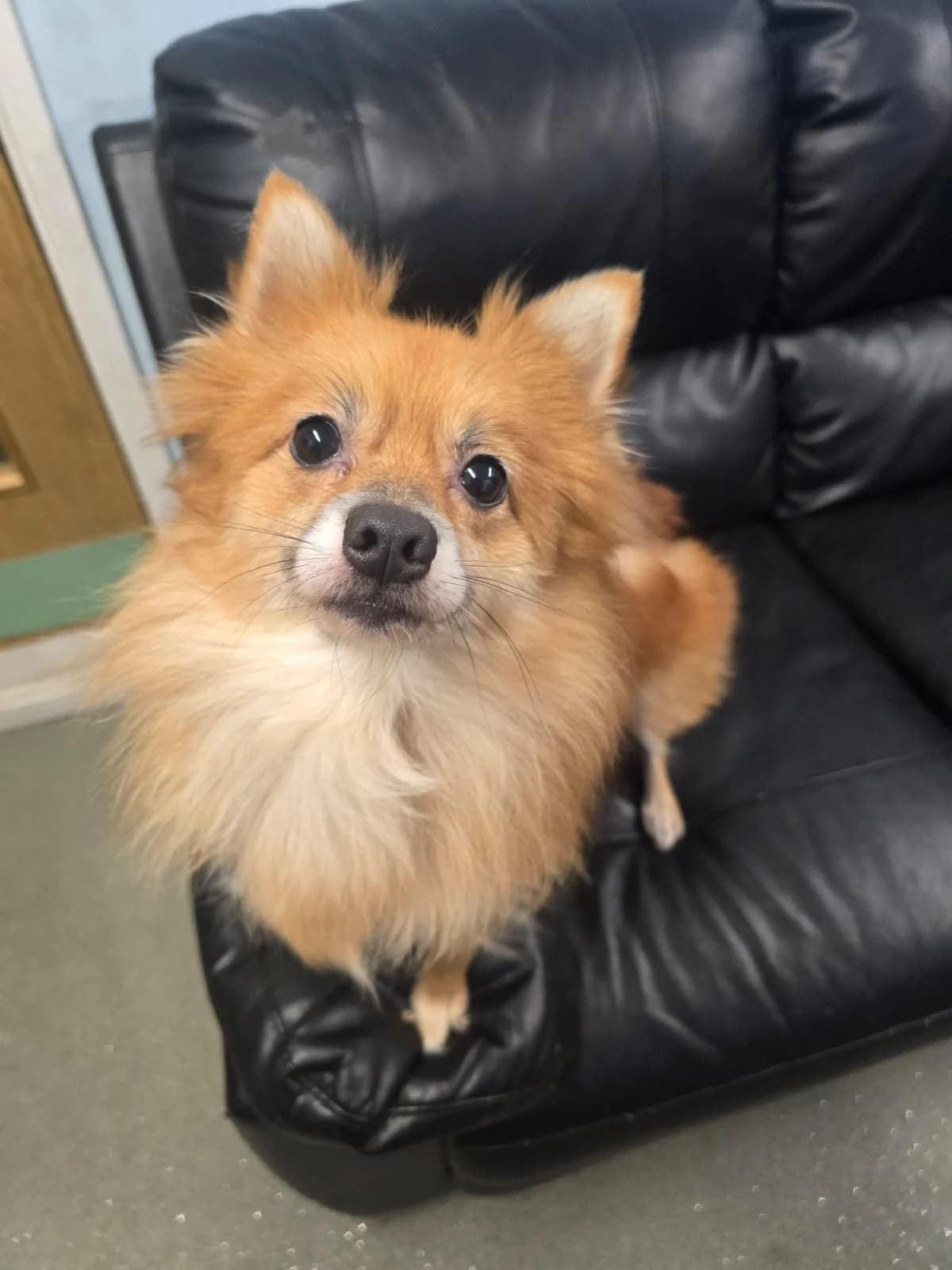Nellie,  (All Dogs Matter)