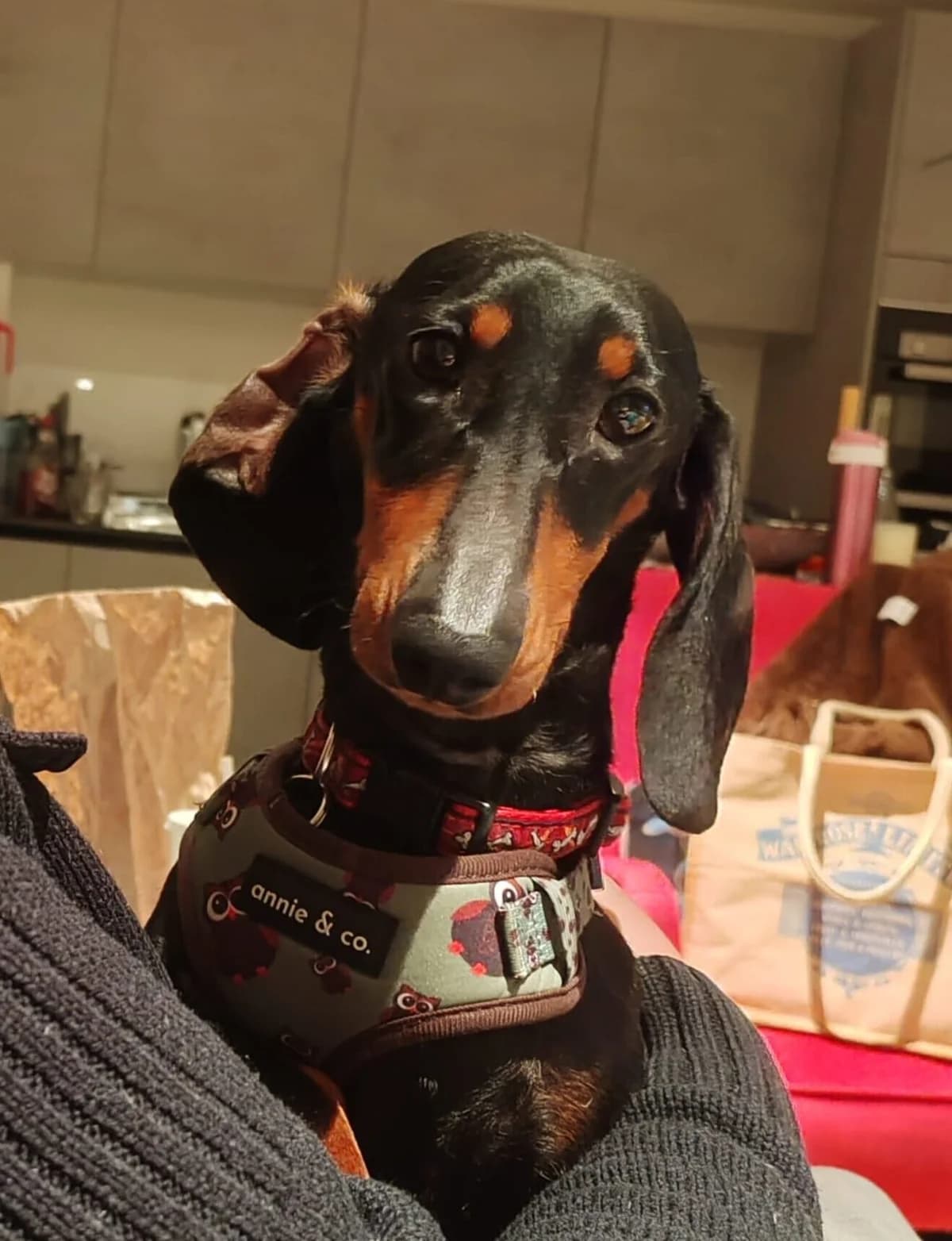 Nelly, female Mixed Breed for adoption at Newcastle Dog and Cat Shelter, Newcastle