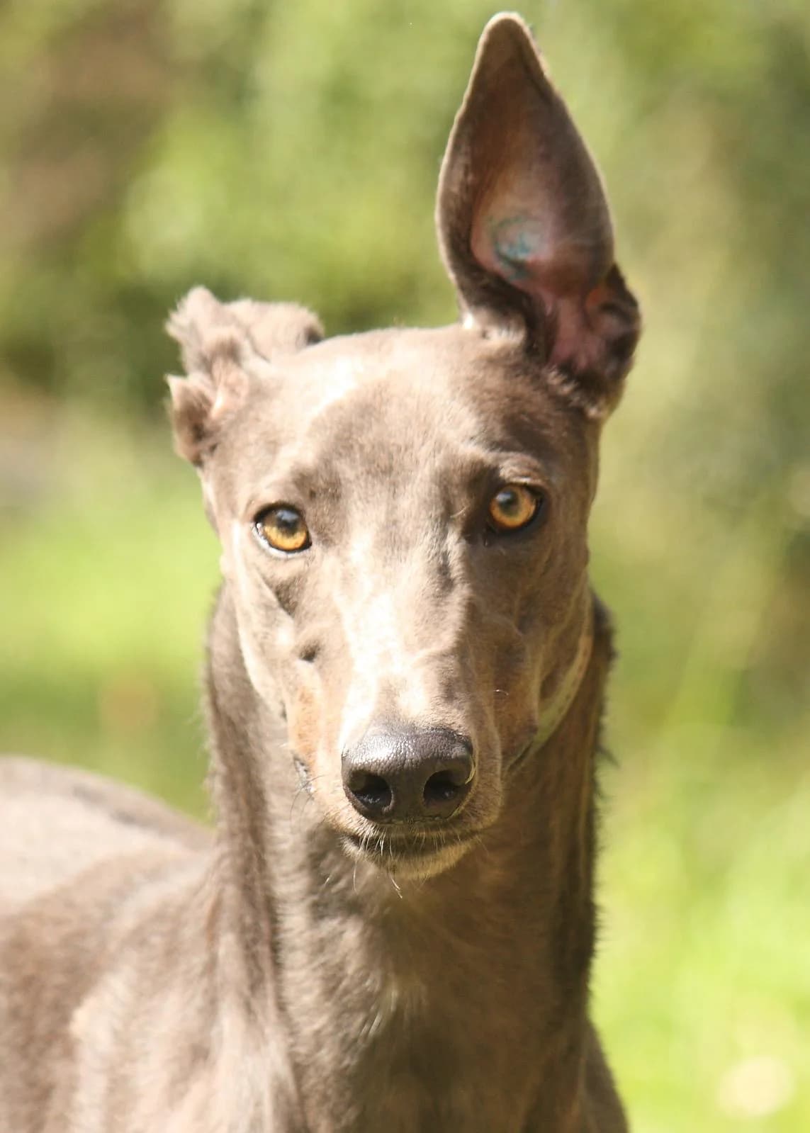 Neptune, female 4yo Greyhound for adoption at All Dogs Matter, London