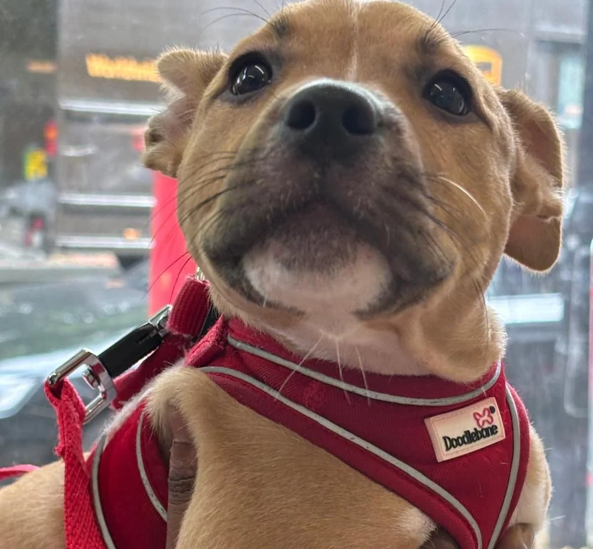 Nevaeh,  (All Dogs Matter)