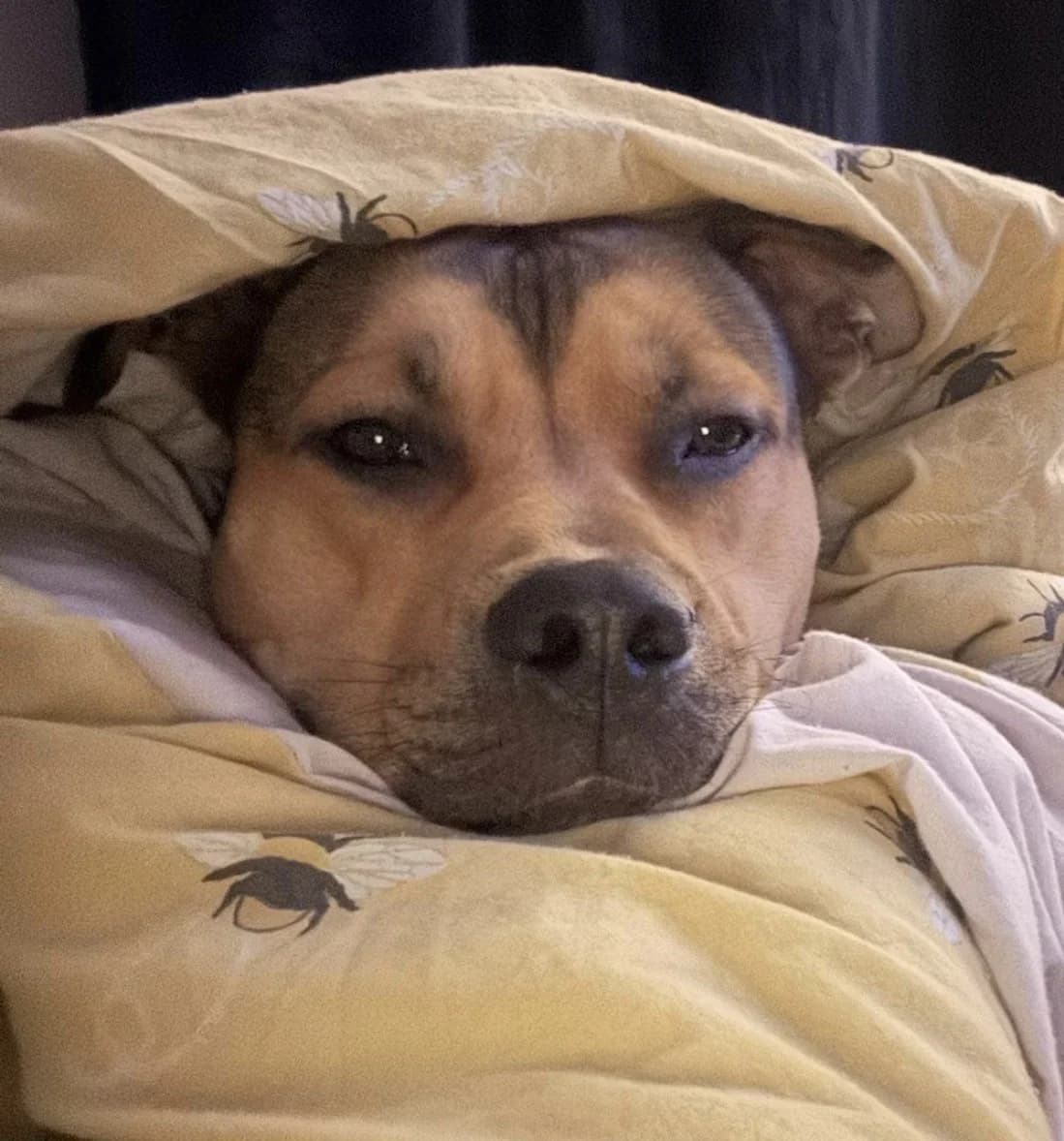 Nico, Mixed Breed (Freshfields Animal Rescue)