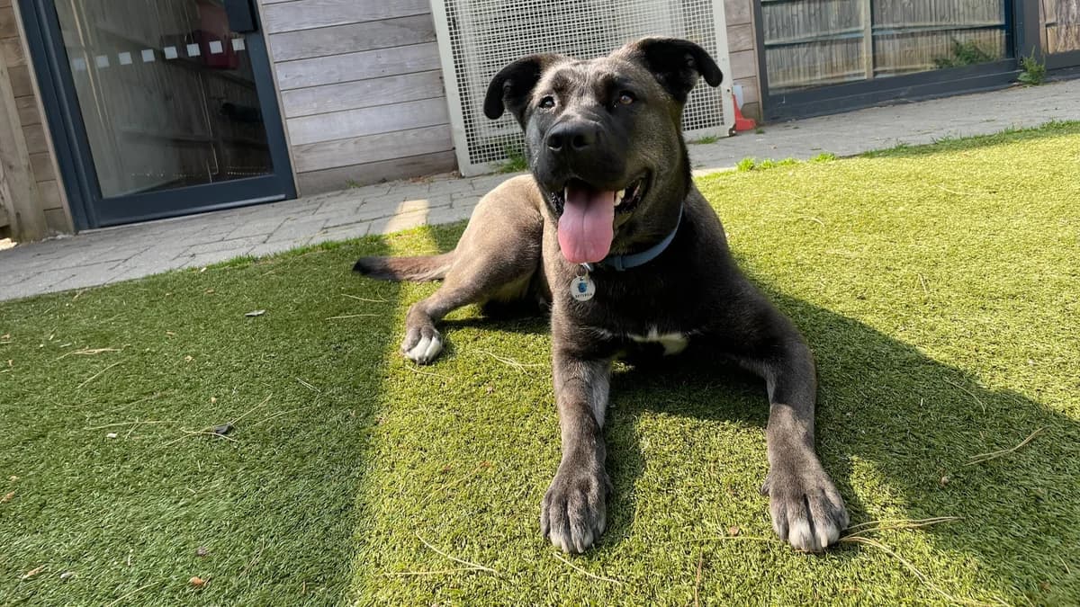 Nimba, female young Labrador Retriever for adoption at Battersea Dogs & Cats Home, London