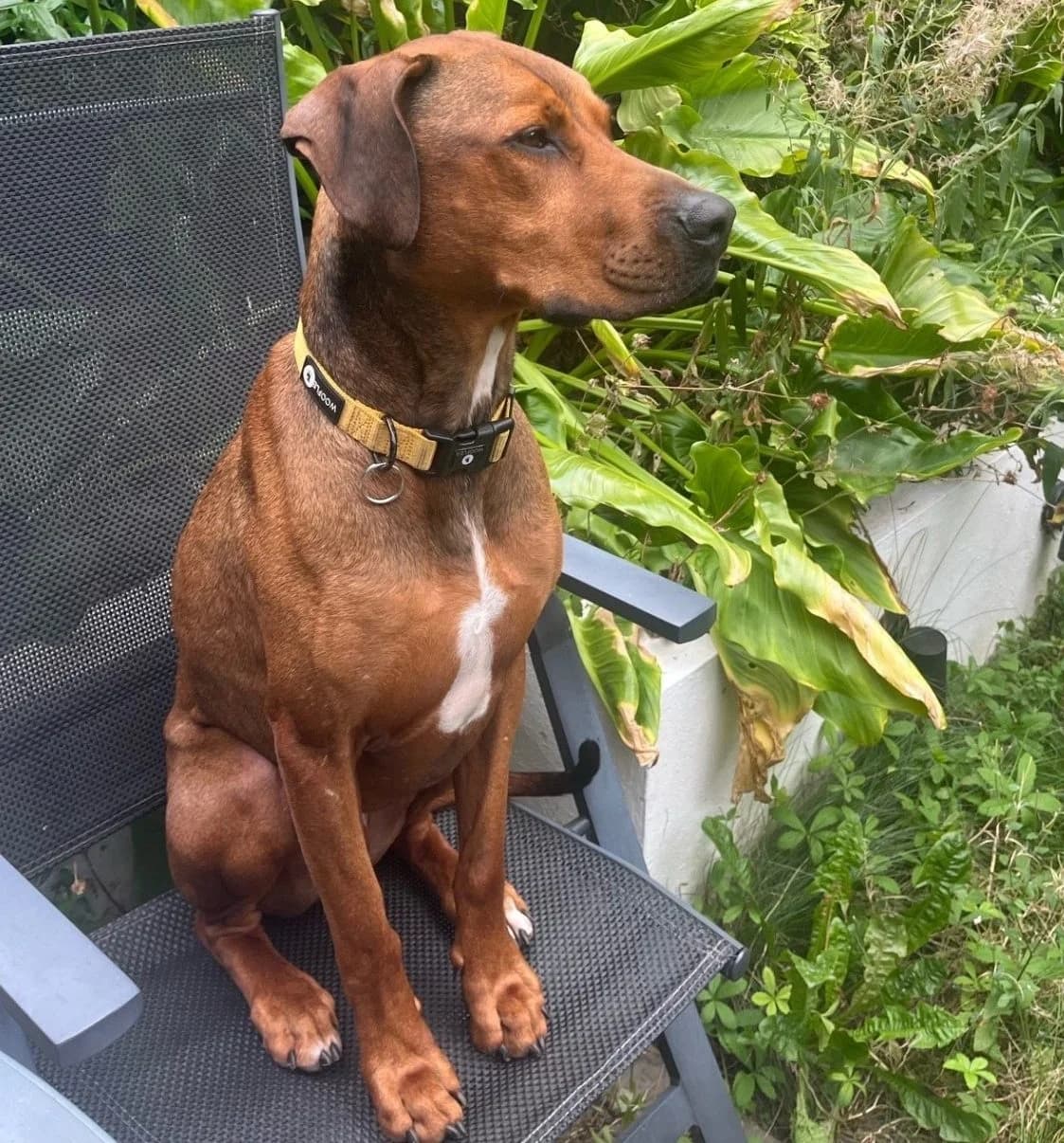 Nisse,  (All Dogs Matter)