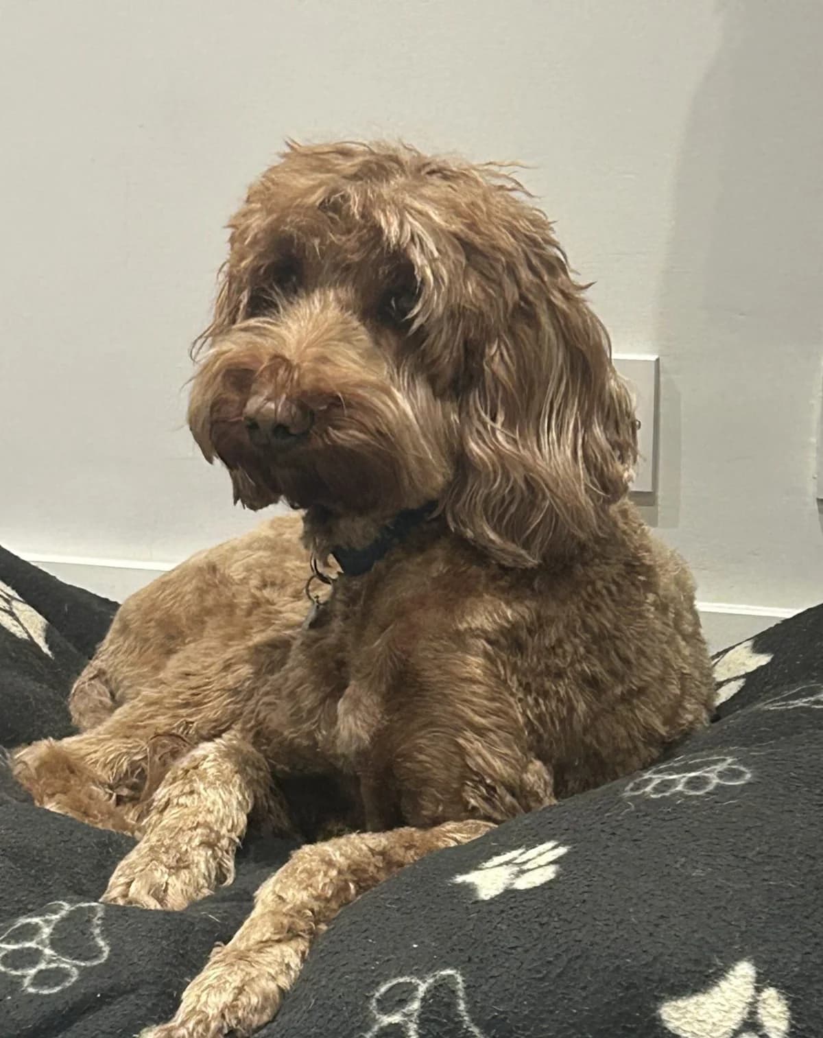 Nugget,  (All Dogs Matter)