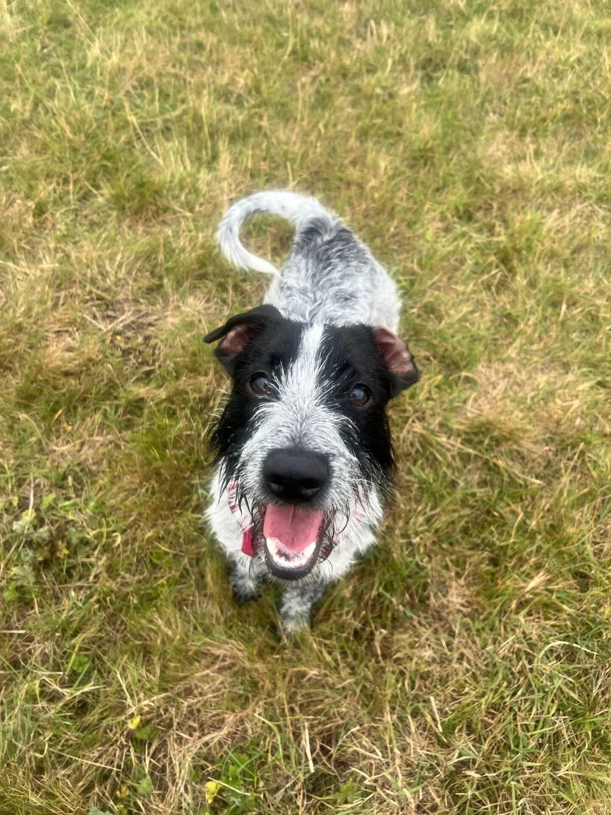 Obi,  (All Dogs Matter)